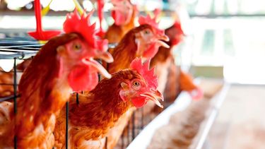 Las altas temperaturas plantean un desafío para la avicultura.