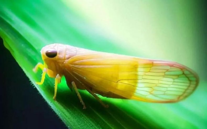 Especialistas recomiendan que hay que adoptar medidas para que la chicharrita del maíz no se dispare.