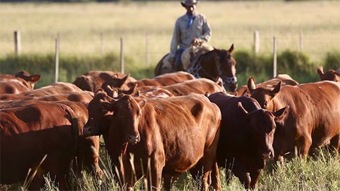 USDA proyecta crecimiento en producción ganadera y exportaciones de carne.