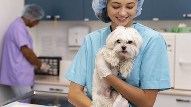 A través de FeVA, los veterinarios dicen basta a las agresiones y falsas acusaciones.