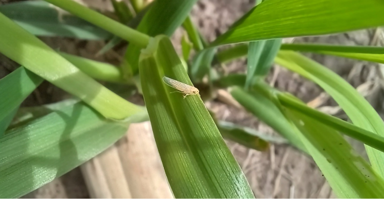 Es momento de monitorear tanto las trampas para la chicharrita como los cultivos.