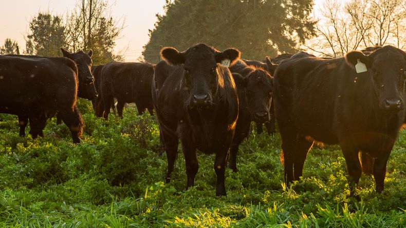 Tecnología para adelantar la parición y ganar kilos