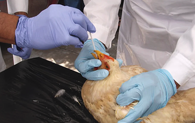 La influenza aviar preocupa particularmente a la OMSA, por su propagación en mamíferos.