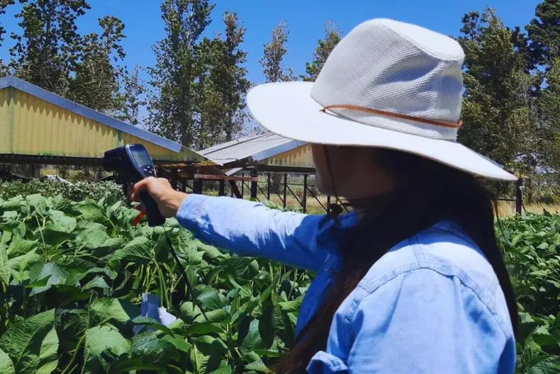 Soja: clave para la economía argentina y foco de investigación del INTA.