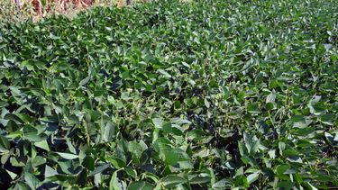 La optimización de la producción agrícola es clave para mejorar los rendimientos y la rentabilidad en cultivos como maíz y soja.