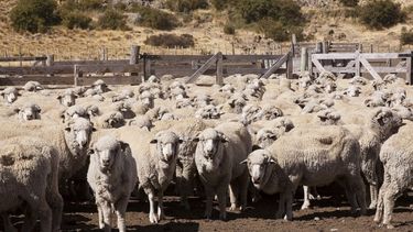 Nuevo rotulado para tratar la sarna ovina.