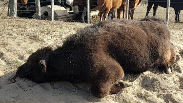 ¿Qué deben tener en cuenta los veterinarios en la recepción de bovinos en los establecimientos?&nbsp;