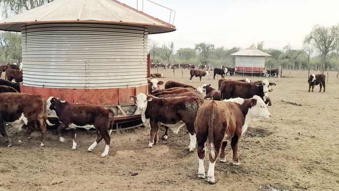Es clave seguir desterrando mitos&nbsp; sobre el destete bovino en prácticas de vital trascendencia para el negocio ganadero.