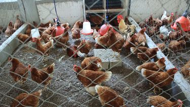 Colombia confirmó recientemente su primer brote de influenza aviar en el año, en una granja de traspatio.