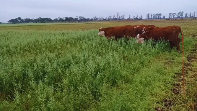 Combinar la siembra del maíz con pasturas o cultivos de servicio tiene amplios beneficios.