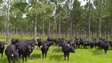 Apostar por estrategias de bienestar y resiliencia es parte del nuevo ABC de la ganadería.