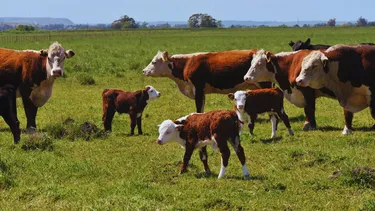 Los esquemas decontrol estratégico de garrapata bovina consisten en concentrar tres tratamientos entre el finaldel invierno y el final de la primavera.