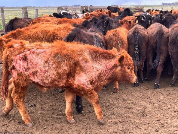 Dependiendo del grado de infestación, la sarna bovina puede generar pérdidas de entre 10 y 50 kilos en animales de cría.