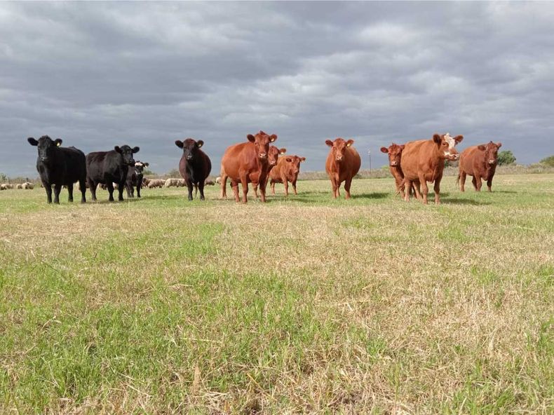 lluvia bullsynch.jpg