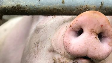Porcinos. Es preciso balancear el bienestar animal, eficiencia y calidad.