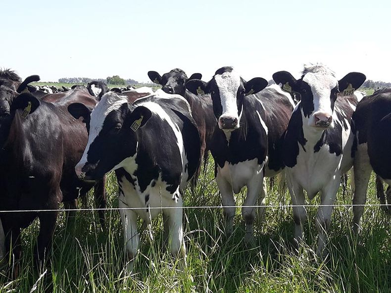 El monitoreo de la rumia de la vaca permite desarrollar protocolos sanitarios.
