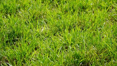 ¿Cuál es el impacto delfósforo en la fisiología de las plantas y el rendimiento de los cultivos?