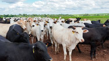 La regulación de antimicrobianos impacta en las exportaciones de carne bovina de Brasil a la Unión Europea.