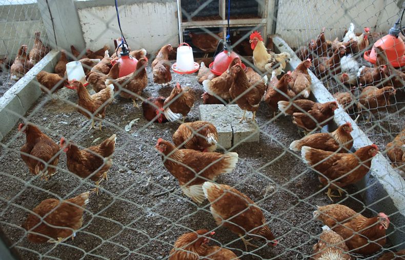 Colombia confirmó recientemente su primer brote de influenza aviar en el año, en una granja de traspatio.