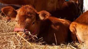 El certificado se utiliza para el envío de embriones bovinos recolectados in vivo de donantes vacunadas contra la fiebre aftosa.&nbsp;