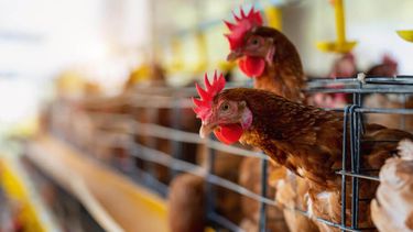 La resistencia a los antimicrobianos (RAM) representa un desafío importante para la avicultura.