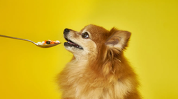 Es importante reducir el uso innecesario de antibióticos en animales de compañía. Es importante reducir el uso innecesario de antibióticos en animales de compañía.