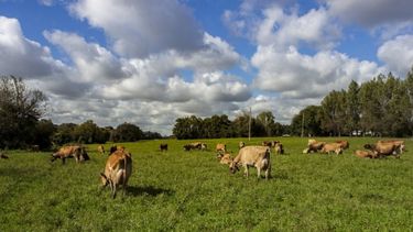 Los métodos de prevención son diferentes de acuerdo a las zoonosis.