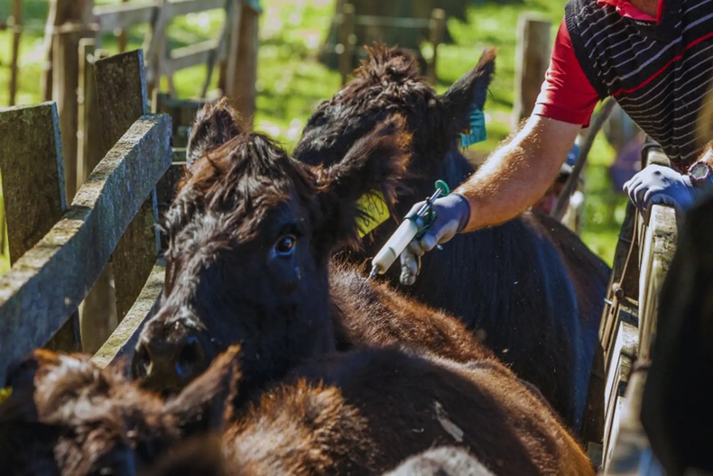 La vacunación contra la DVB con Vedevax Block, desarrollada Bioinnovo, se está incluyendo en los calendarios sanitarios.