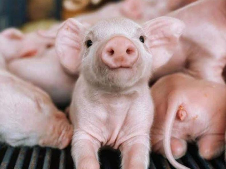 Un enemigo silencioso.