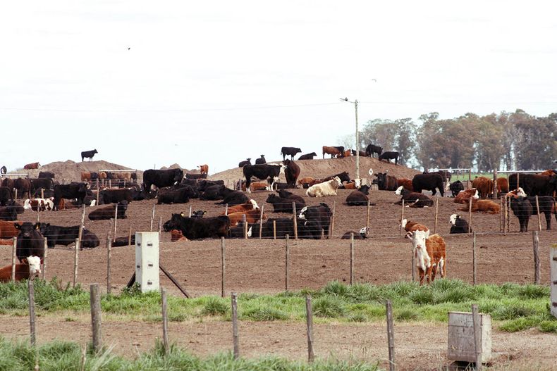 Foto Feedlot 1.jpg