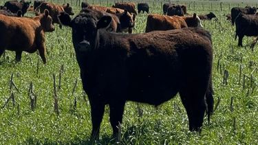 Cultivos de cobertura: clave para la ganadería sostenible.