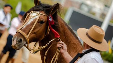 Se estima la participación de más de 1.000 caballos de doce razas en el evento en la SRA.