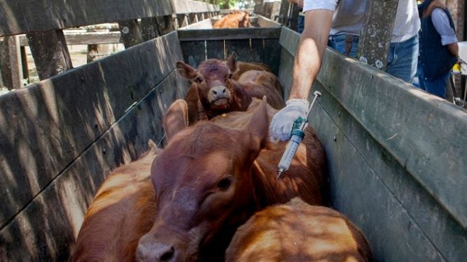 Además de la vacunación antiaftosa, también se inoculará contra la brucelosis bovina.