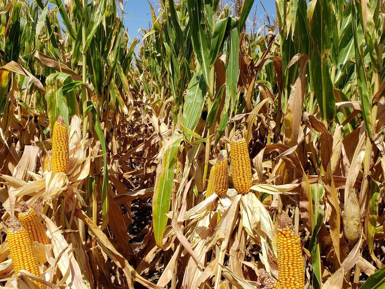 El maíz argentino se proyecta hacia una cosecha récord, enfrentando desafíos y consolidando su potencial en el mercado global.