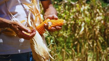 Maíz Bautista INTA: nueva variedad para agricultura y alimentación animal.