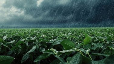 Las lluvias recientes en la región núcleo mejoraron la condición de los cultivos tras meses de sequía y estrés térmico.