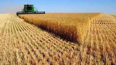 Trigo en su máximo esplendor durante la campaña 2025/26.