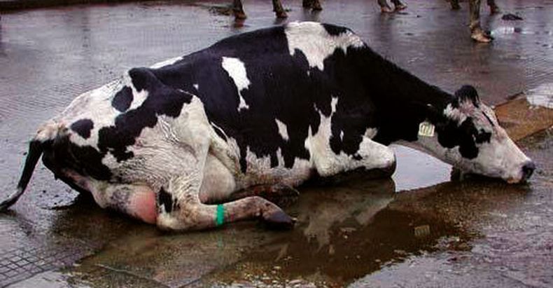 Lecheria Mastitis e1602169479515.jpg