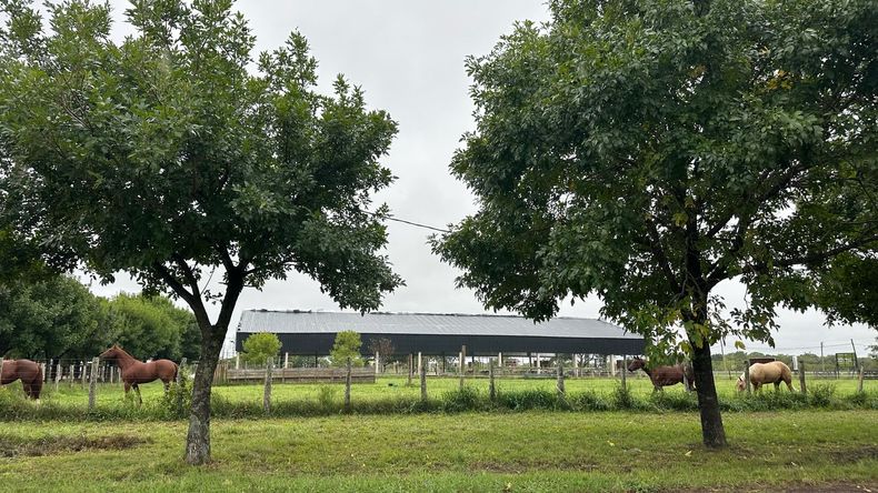 Ganadería. Las Nacionales de Corrientes estrenan nueva infraestructura para sus actividades.