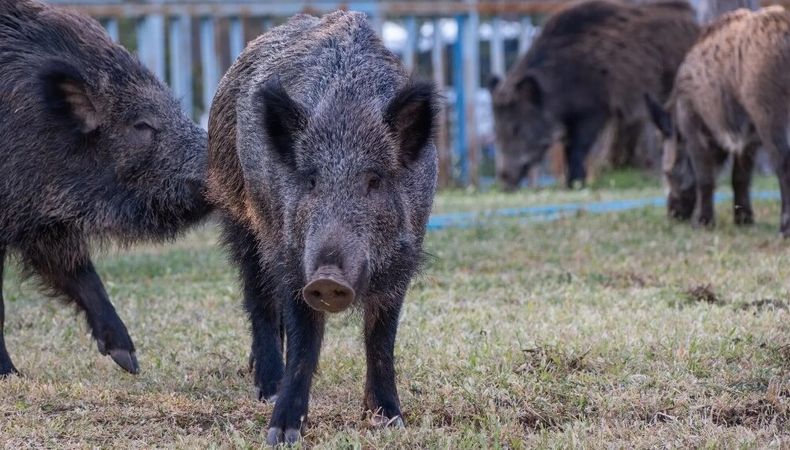 Carnes silvestres para potenciar la producción regional.