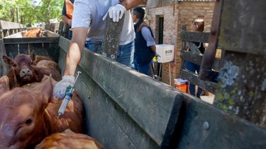 La OMSA hace un llamado a la acción ante la propagación de la fiebre aftosa SAT1.