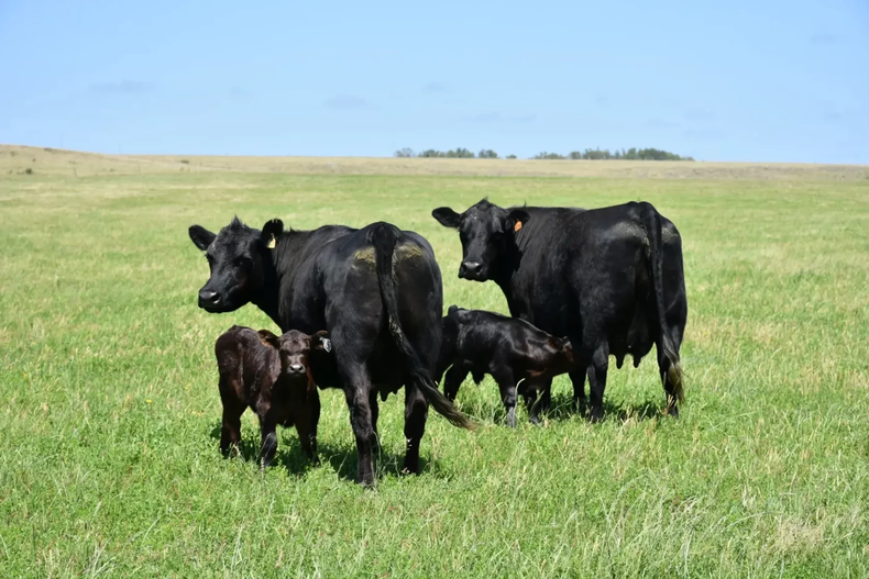 El curso teórico-práctico de inseminación artificial tendrá un cupo limitado.