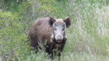 Las especies exóticas invasoras relevadas incluyen jabalíes, ciervos axis y chanchos asilvestrados.