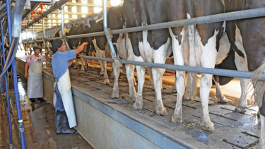 El sector tambero argentino avanza hacia la eficiencia con establecimientos de mayor escala y producción láctea optimizada.