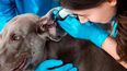La salud auditiva en perros es clave, y la microbiota ótica juega un rol fundamental en la prevención y tratamiento de la otitis canina.