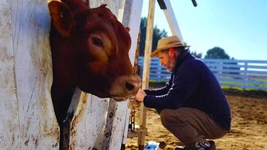Limangus. El estudio permitió establecer un protocolo de selección y manejo.
