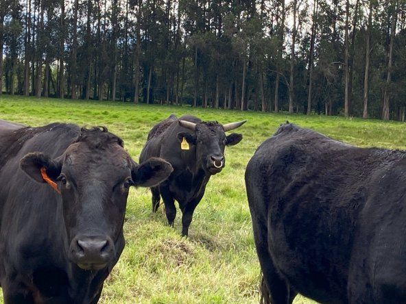 Wagyu se posiciona como símbolo global de calidad y diferenciación en la carne bovina.
