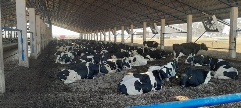 Las Buenas Prácticas en Lechería permiten lograr la sustentabilidad ambiental, económica y social para procesos en la unidad productiva.