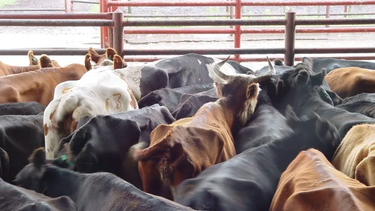 Según Rosgan, mejoró la relación de precios entre una vaquillona preñada y una vaca de descarte.