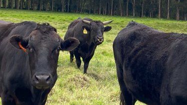 Wagyu se posiciona como símbolo global de calidad y diferenciación en la carne bovina.